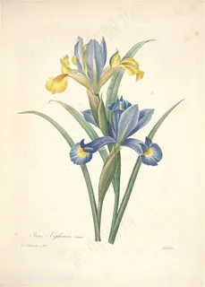 雷杜德唯美淡雅鸢尾植物手绘插画图片手绘插画 雷杜德唯美淡雅鸢尾植物手绘插画图片手绘插画