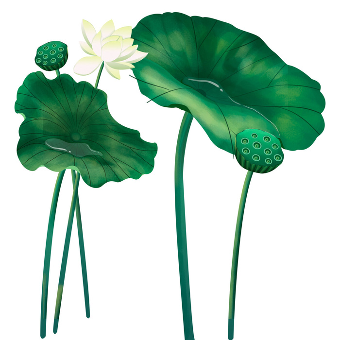 国潮中国风手绘荷花莲花荷叶莲藕植物花卉装饰插画PSD设计素材