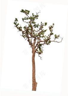 漂亮的景观树木下载