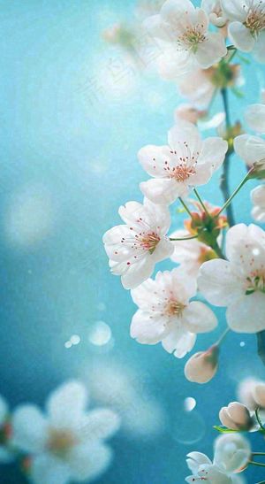 春天浪漫白色樱花花朵，立春春分摄影图