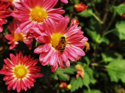 粉色菊花黄色花蕊蜜蜂采蜜 粉色菊花黄色花蕊蜜蜂采蜜