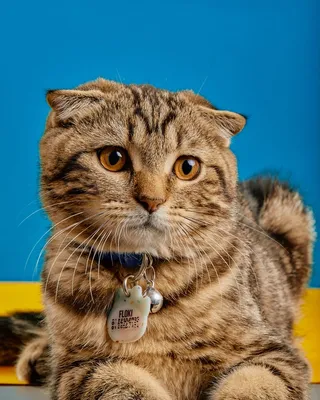 可爱猫咪猫猫摄影素材