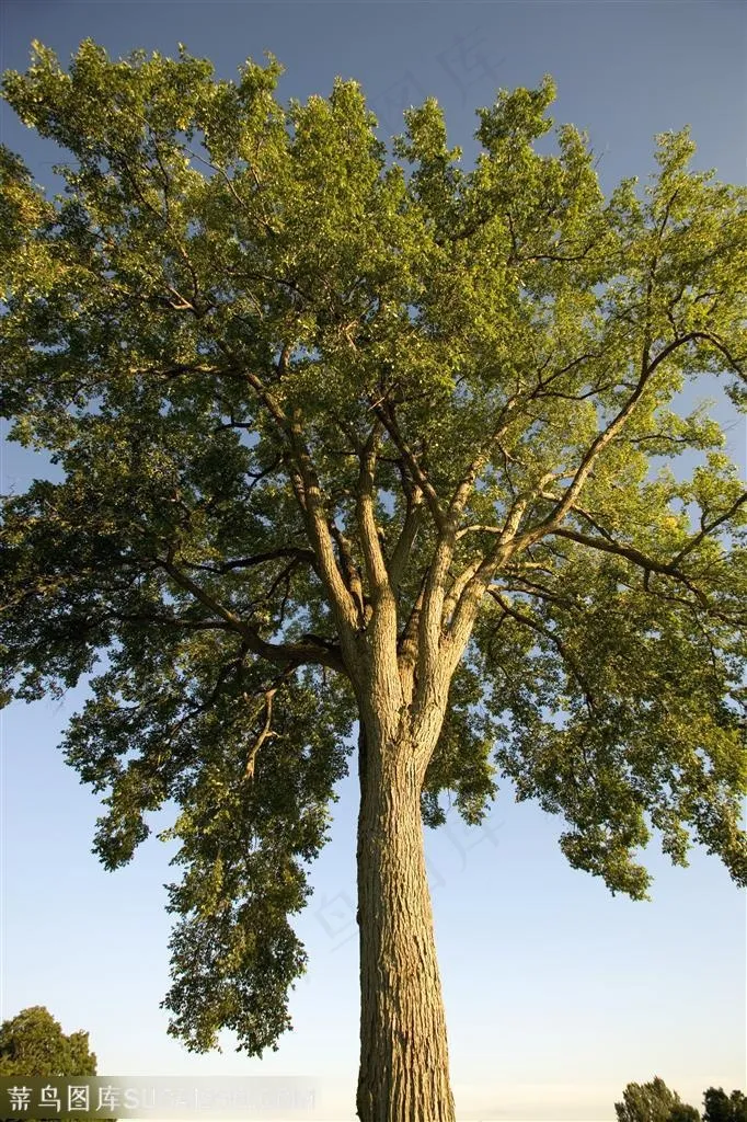 树木树叶- 蓝天白云下的大树特写