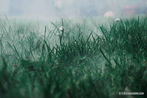 草地绿草植物