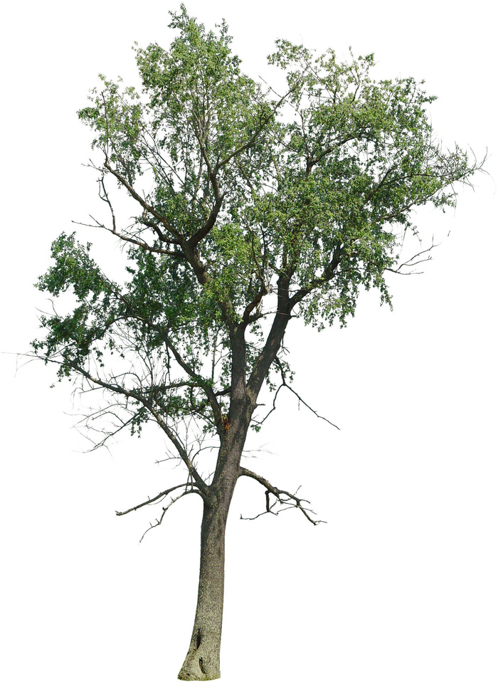 高清树木素材 免抠PSD植物素材 美术绘画园林贴图 树草灌木花草