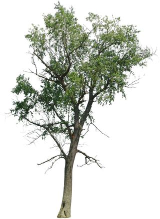 高清树木素材 免抠PSD植物素材 美术绘画园林贴图 树草灌木花草