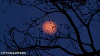 黑夜明月树枝壁纸