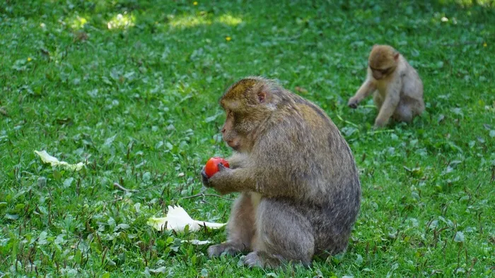 巴巴里猕猴图片