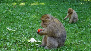 巴巴里猕猴图片