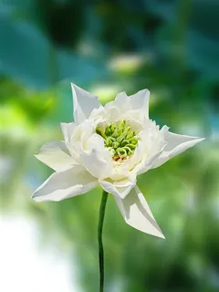 盛夏荷花摄影 盛夏荷花摄影