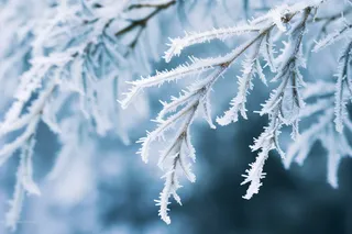 白霜挂满植物枝头冬天雾凇摄影图