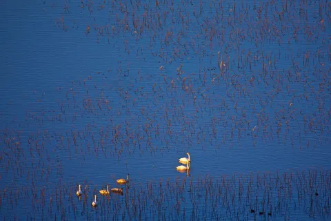 天鹅湖泊图片