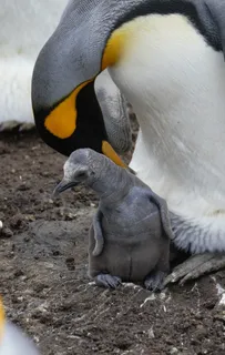 刚出生的小企鹅图片