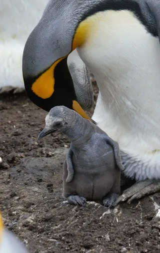 刚出生的小企鹅图片