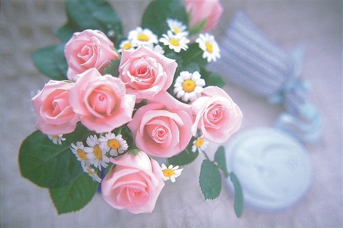 粉红色玫瑰花图片