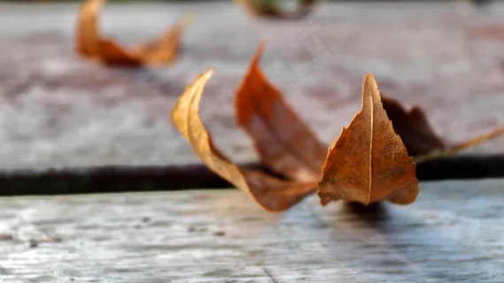 秋天秋日树落叶高清背景