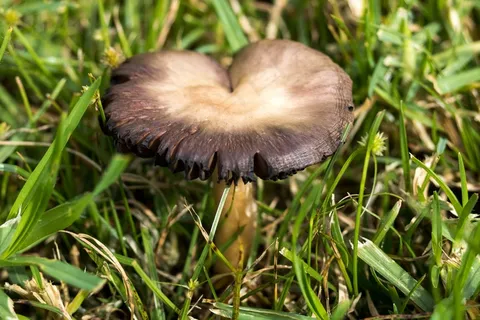 草地黑蘑菇图片 草地黑蘑菇图片