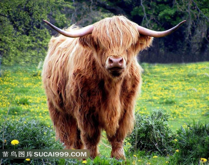 金色牦牛和草地