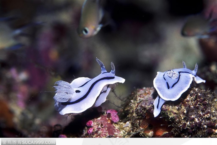 艳丽的珊瑚-漂亮的蓝色蜗牛