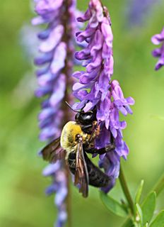 绿色背景中漂亮的紫色花 绿色背景中漂亮的紫色花