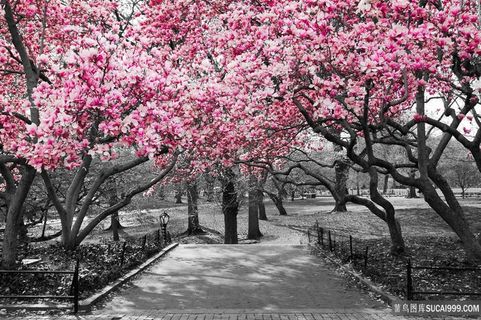 园林中的花朵图片