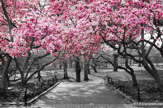 园林中的花朵图片