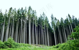 森林云杉景观图片
