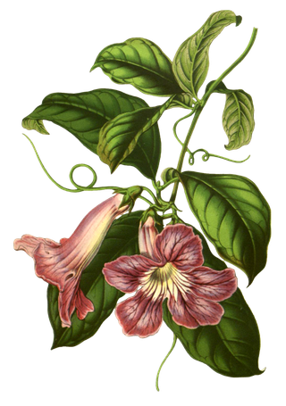 复古手绘植物花卉玫瑰花PNG免扣图案高清图片PS设计素材图