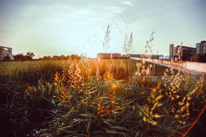 阳光下的草丛