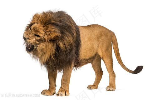 生气的狮子高清图片动物大全
