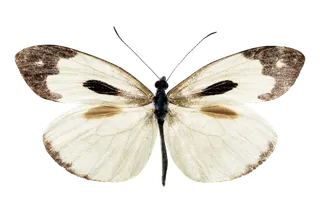 蝴蝶 彩蝶 花蝴蝶 动物 昆虫 免抠