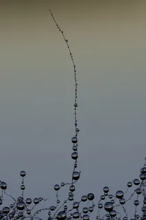 风景 露水 素材拍摄 (162)