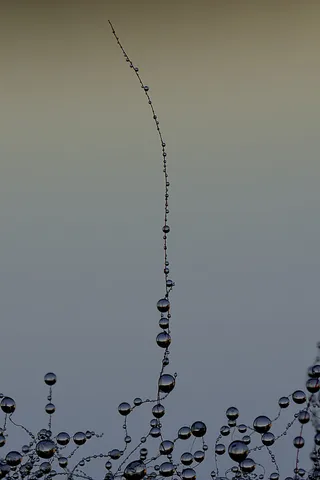 风景 露水 素材拍摄 (162)