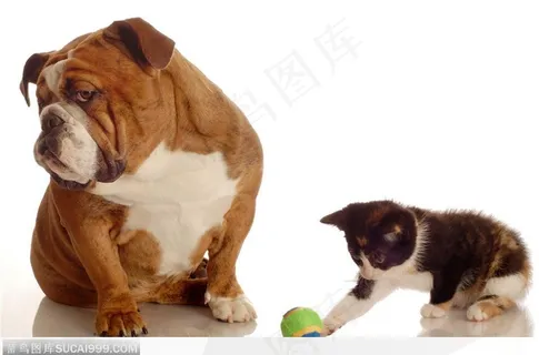 可爱猫咪-玩耍的猫狗