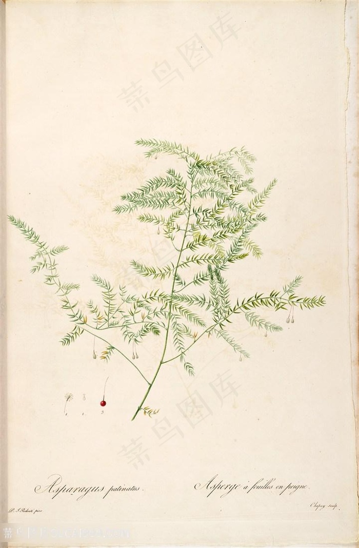 雷杜德原版高清绿叶树枝图谱素材