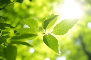 绿叶茂盛阳光背景