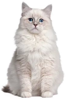 动物猫素材免扣png