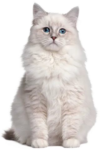 动物猫素材免扣png