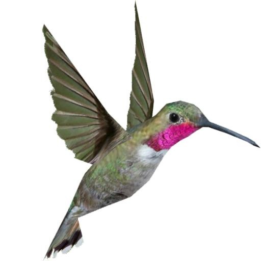 蜂鸟 PNG免抠(606x606)