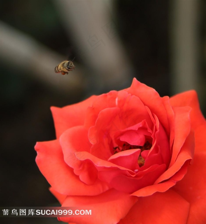 玫瑰花蜜蜂摄影素材