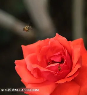 玫瑰花蜜蜂摄影素材