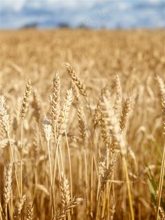 麦田里成熟的金色小麦高清图片