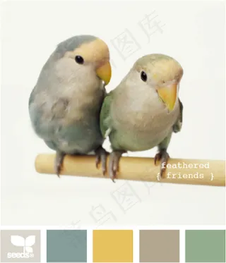 家禽鸟类配色色卡色彩搭配