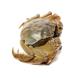 螃蟹(28)海鲜超市商品红酒白底图免抠实物摄影png格式图片透明底