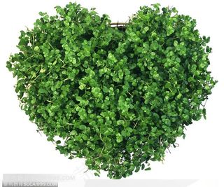 情人节花物语-绿色的心形植物