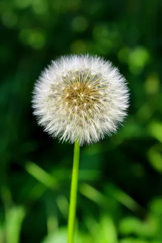 一株蒲公英图片