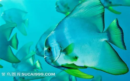 日本蝙蝠鱼高清图片