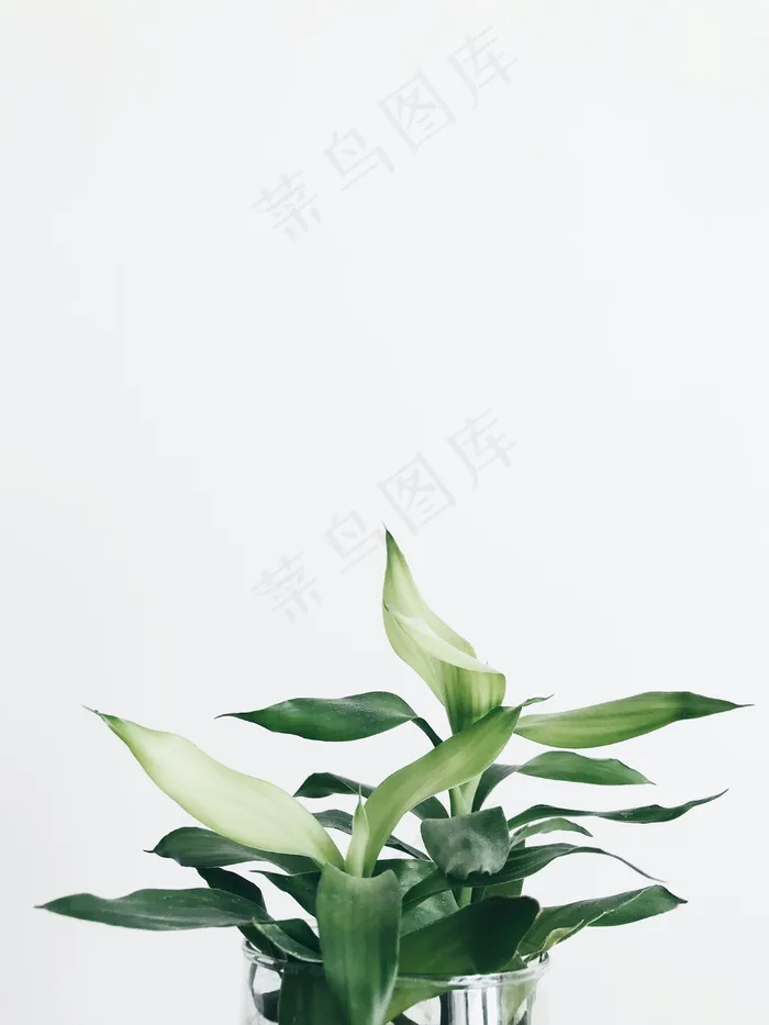 发财竹图片
