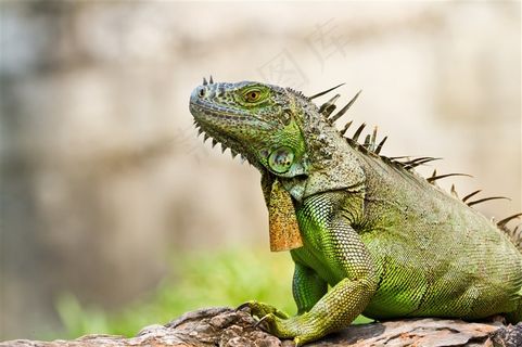 变色龙蜥蜴特写素材图片