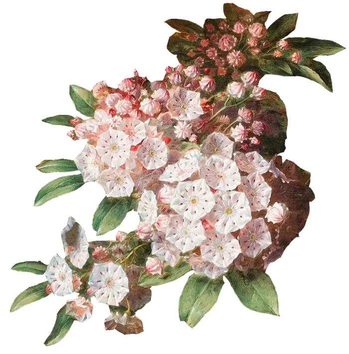 复古油画质感宫廷花卉植物花朵鲜花拼贴图案PNG免抠图片设计素材